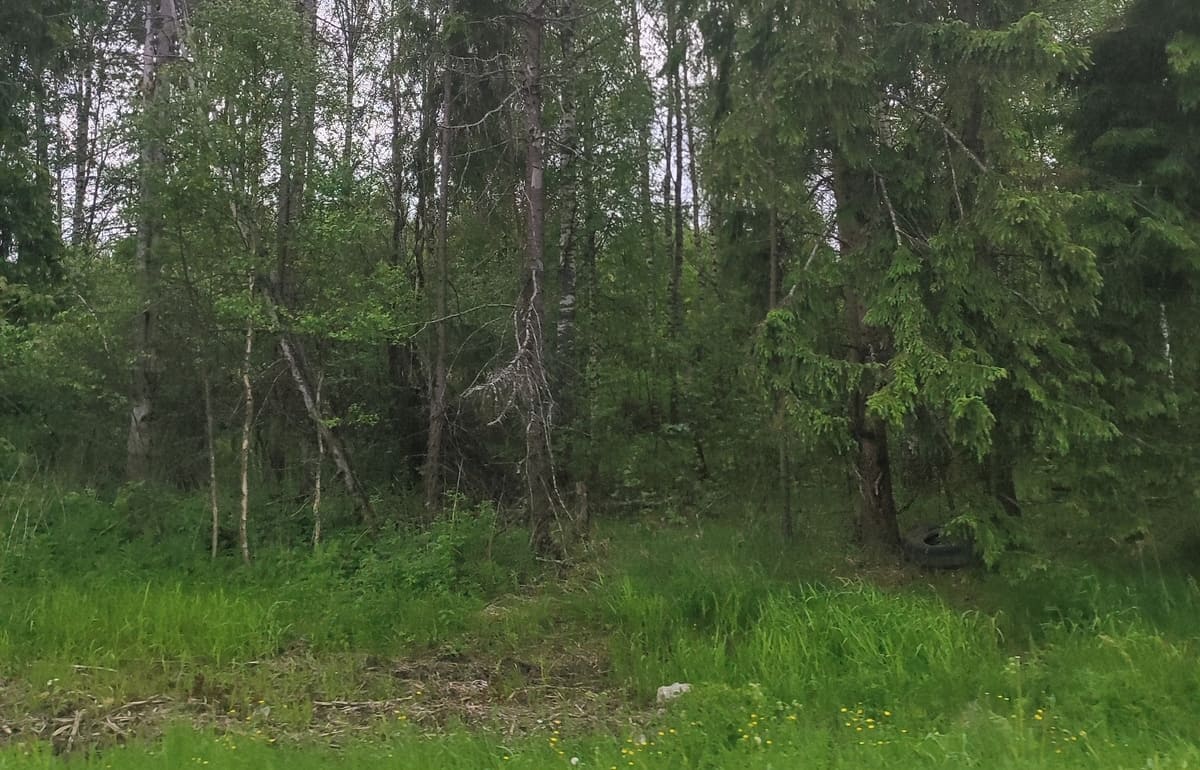 На нескольких участках сельхоземли будут воспроизводить лес
