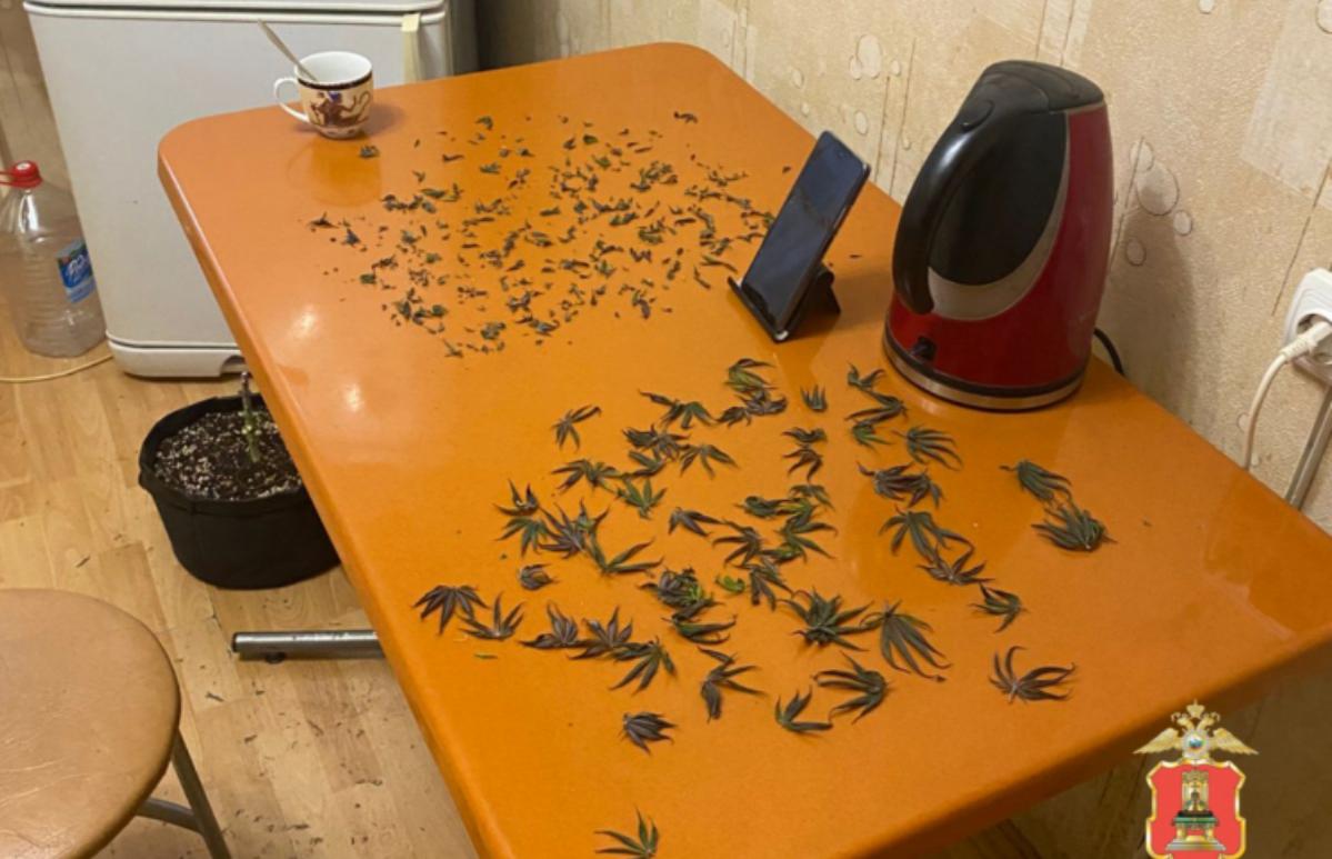 Житель Ржева оборудовал в своей квартире наркоферму - новости Афанасий