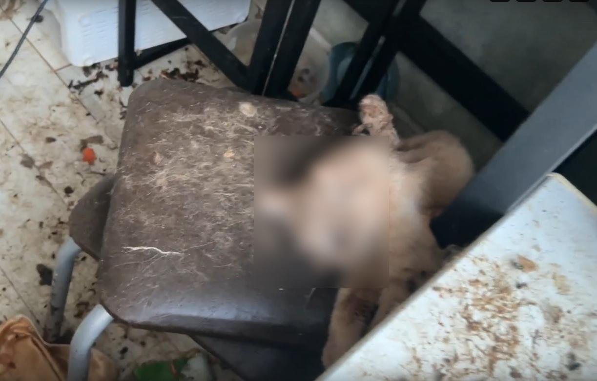 В Твери возбудили уголовное дело из-за гибели кошек в жилом доме  - новости Афанасий