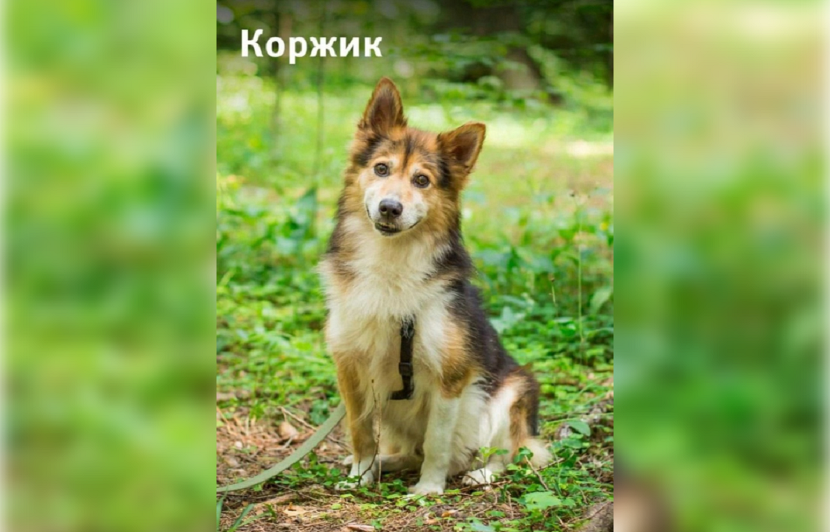 Пес Коржик  может стать амбассадором компании «Аэрофлот» Фото: Телеграм-канал "Аэрофлот"