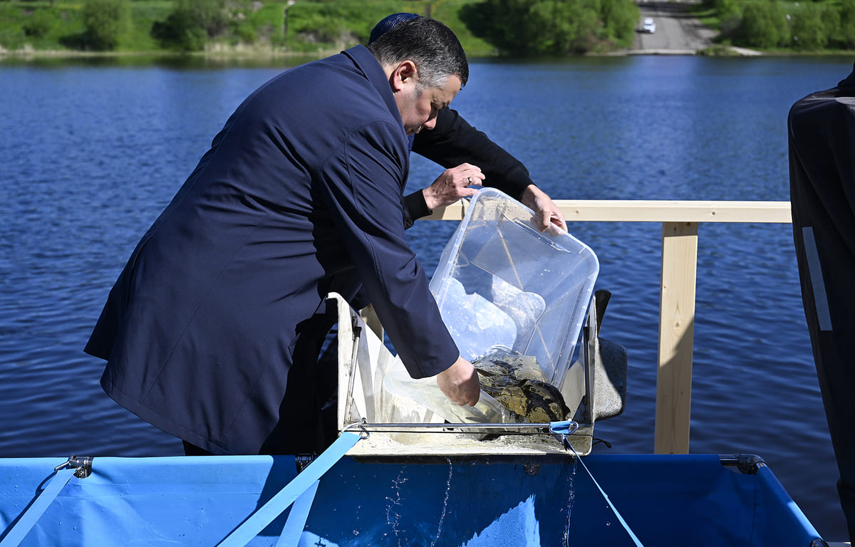 В Твери выпустили в Волгу более 5,5 тыс штук молоди стерляди Фото предоставлено правительством Тверской области