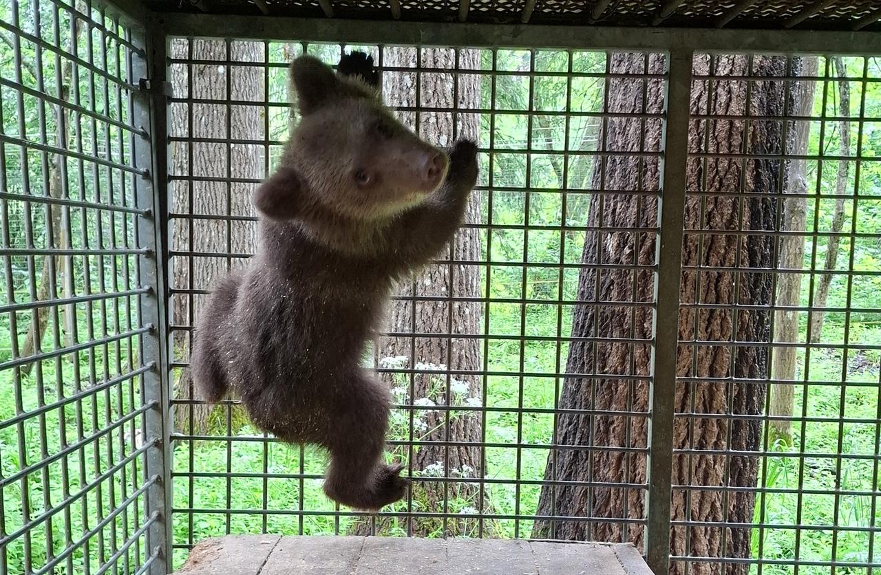 В Тверскую область доставили еще одного медвежонка  - новости Афанасий