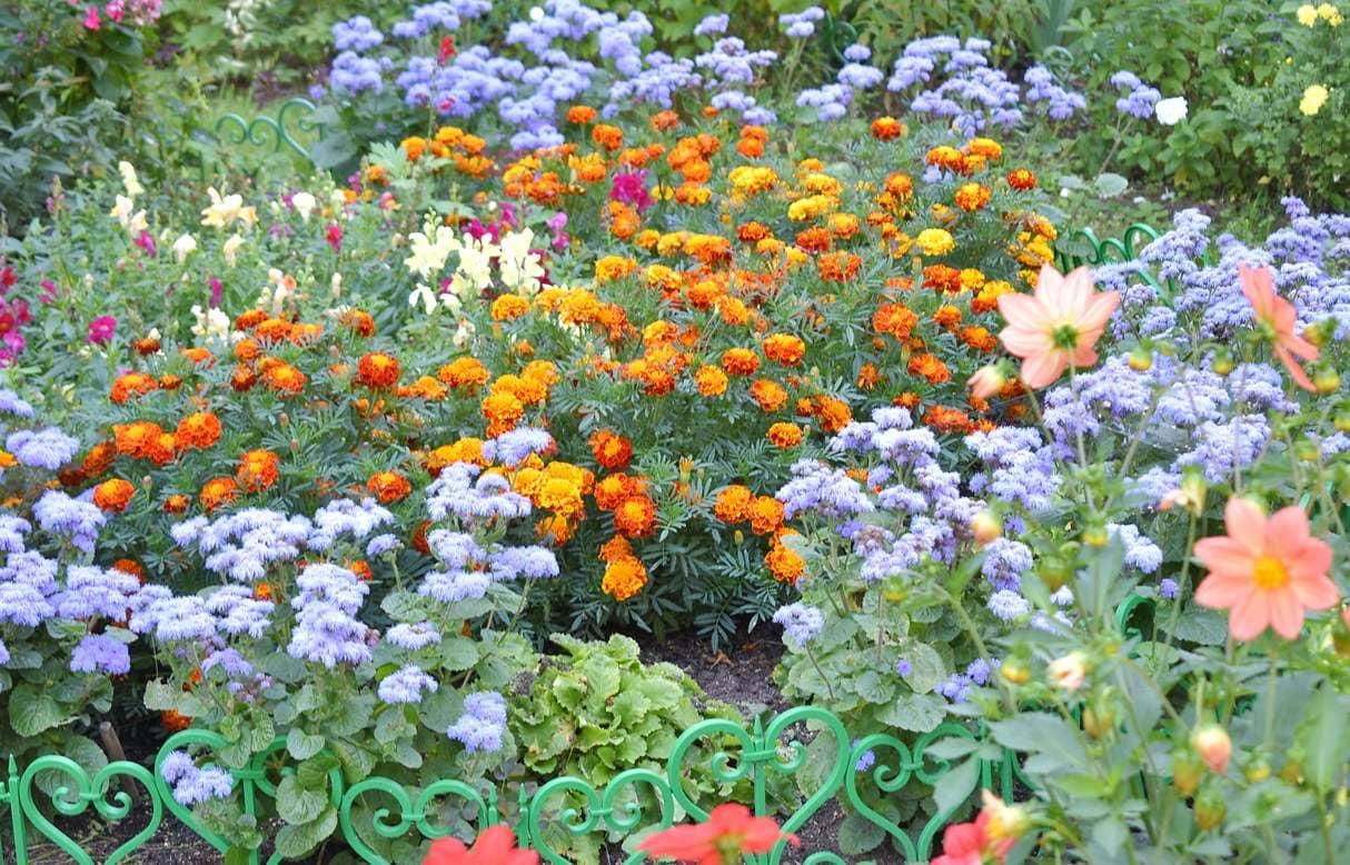 В Московском районе Твери выбрали «Лучшую клумбу» - новости Афанасий