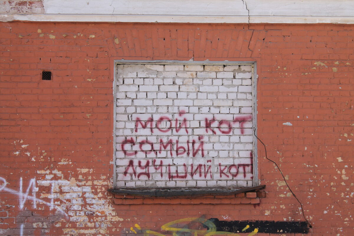 Как в Твери за 1000 рублей решают проблему роста численности бездомных кошек Фото: Afanasy.biz 
Текст: Елизавета Шмелёва