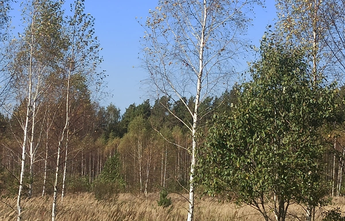 24,88 га сельхозземель заросли деревьями и травой 