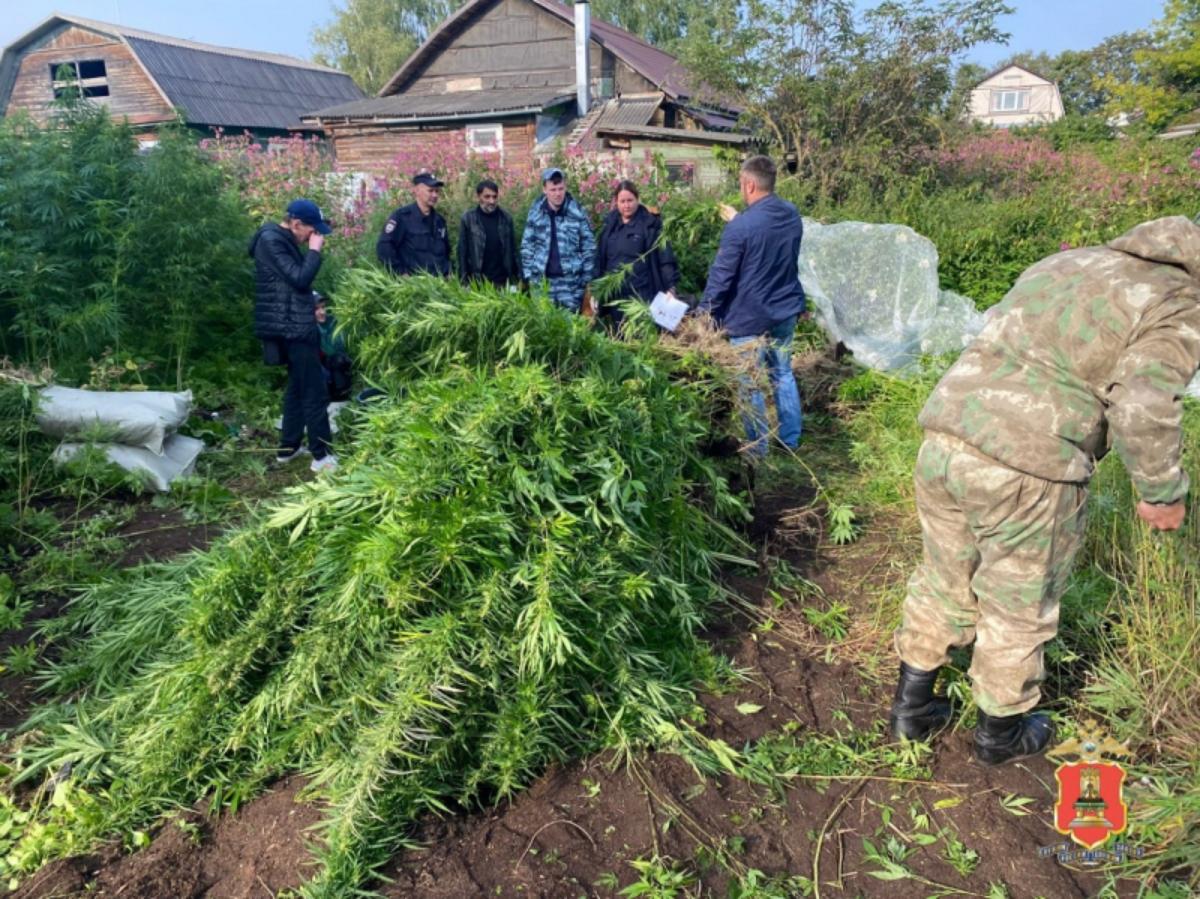 У жителя Вышнего Волочка нашли около тысячи кустов конопли Фото, видео: УМВД Тверской области У жителя Вышнего Волочка нашли около тысячи кустов конопли Фото, видео: УМВД Тверской области