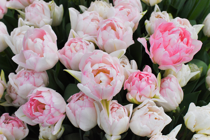 В Твери открылась выставка тюльпанов Фото: администрация Твери