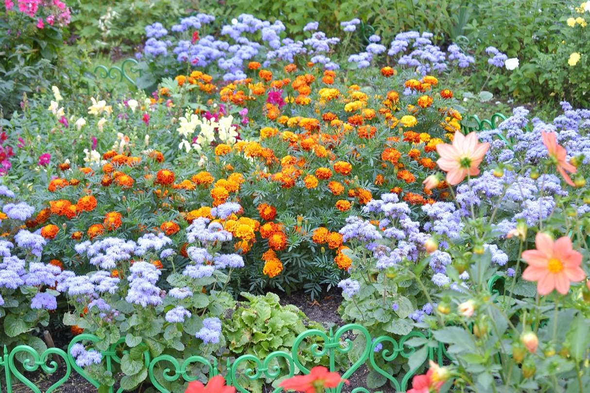 В Московском районе Твери выбрали «Лучшую клумбу» Фото: администрация Твери