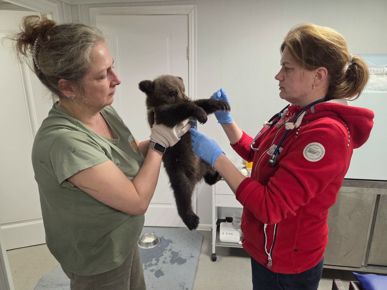 Трем новым подопечным Центра Пажетновых дали имена Фото, видео: Центр спасения медвежат-сирот