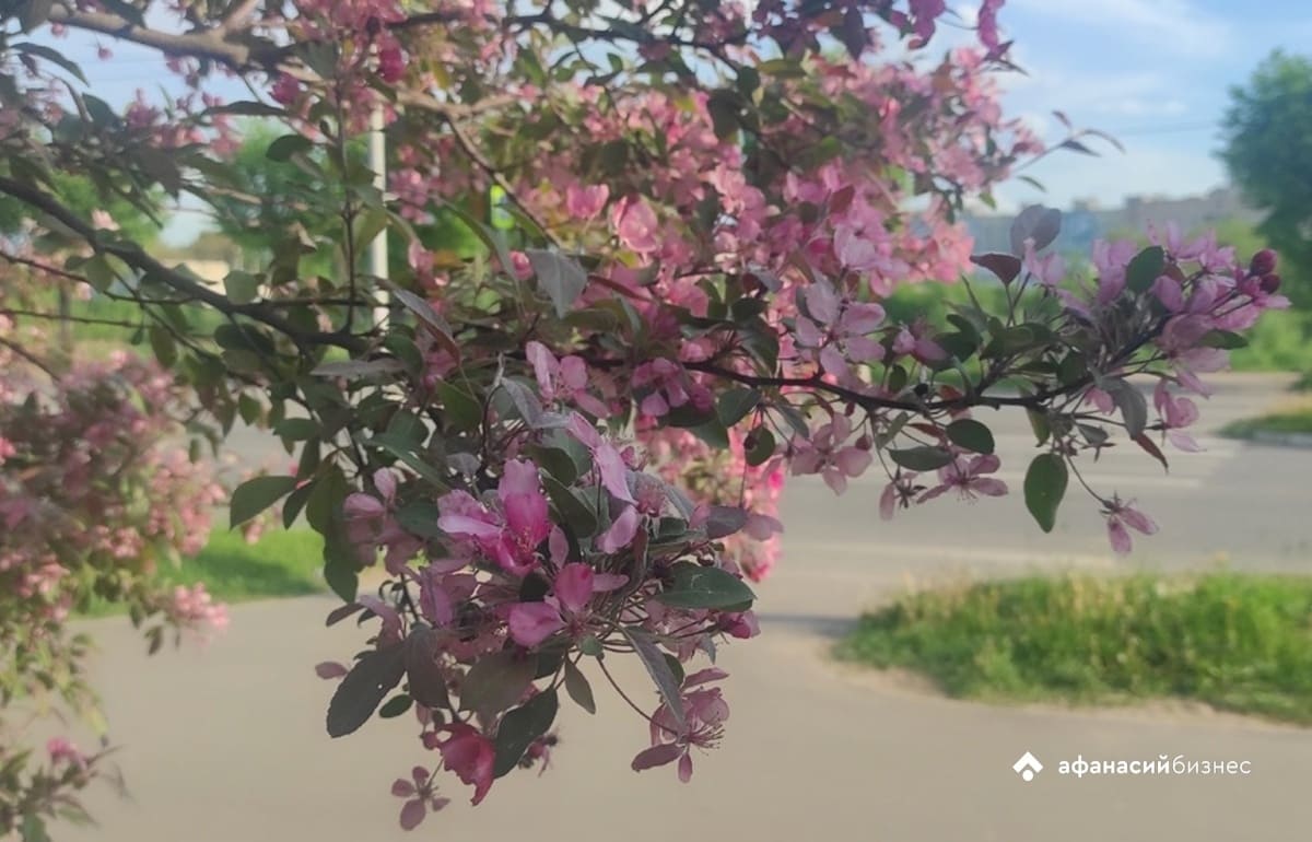 Прогноз погоды в Твери с теплом и без дождей обеспечил антициклон из Арктики 