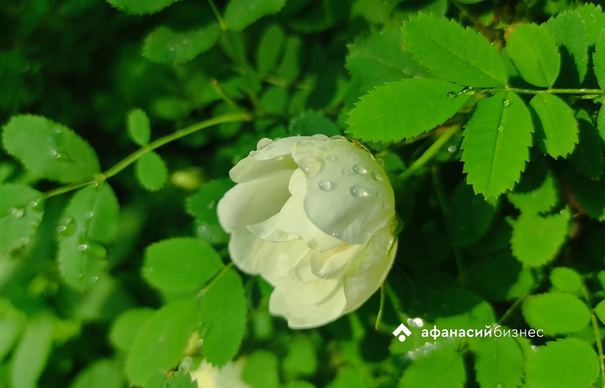 Прогноз погоды в Твери: майский антициклон гарантирует небывалое в это время года тепло Фото: Afanasy.biz