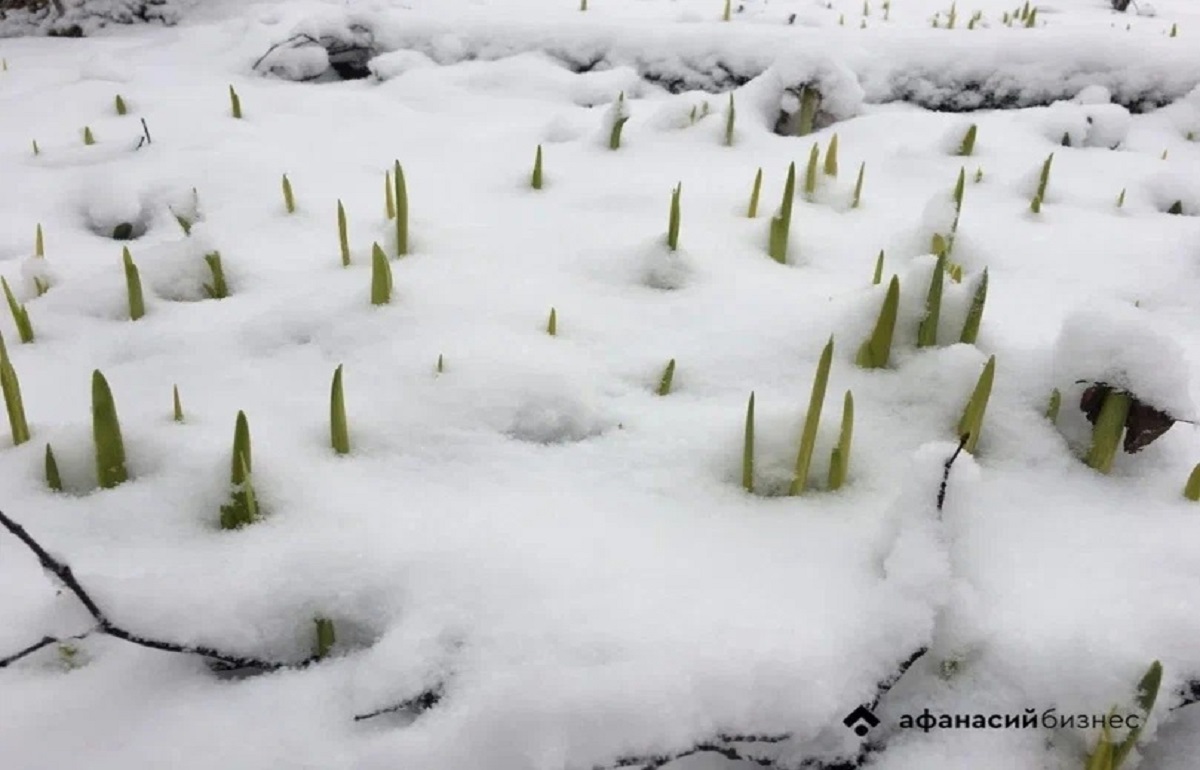 Погода в Твери сегодня:  прощаемся с зимой, но не зимней погодой Фото: архив Afanasy.biz