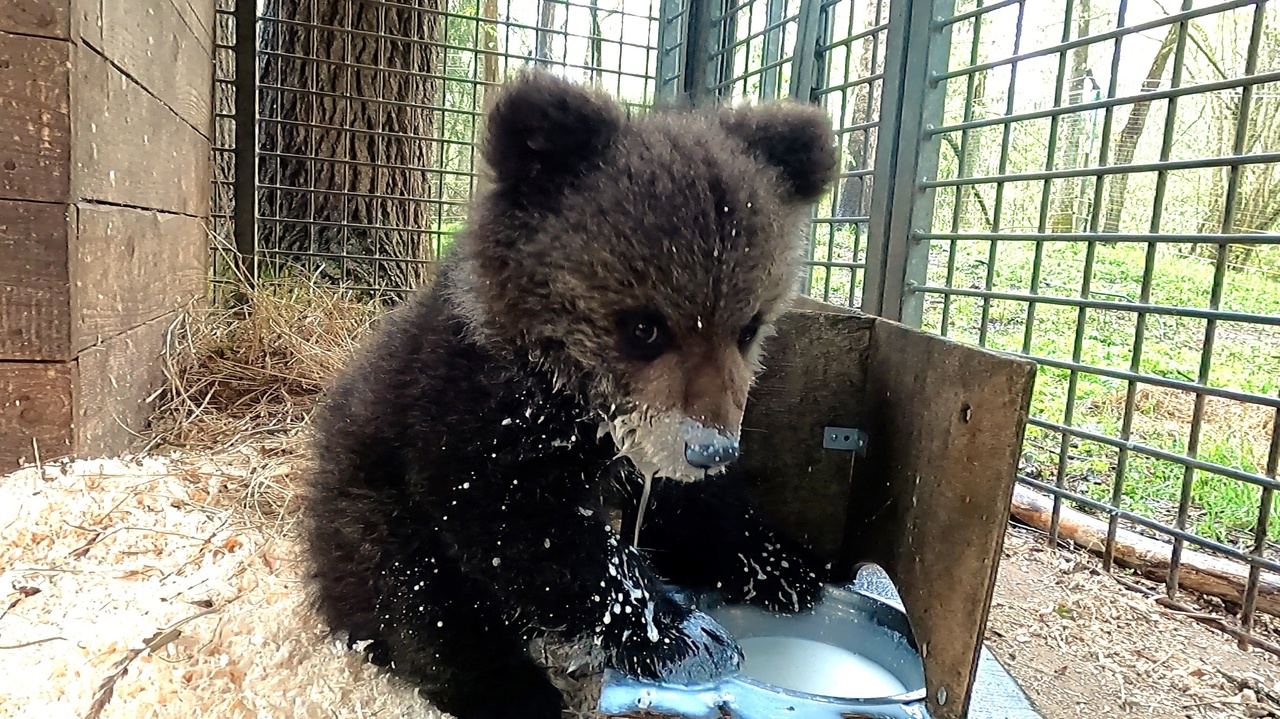В Тверской области будут откармливать маленькую медведицу  В Тверской области будут откармливать маленькую медведицу