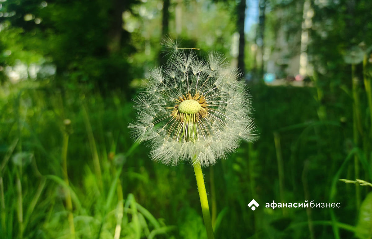 Погода в Твери сегодня: зной усиливается, хотя и с редкими дождями Фото: архив Afanasy.biz
