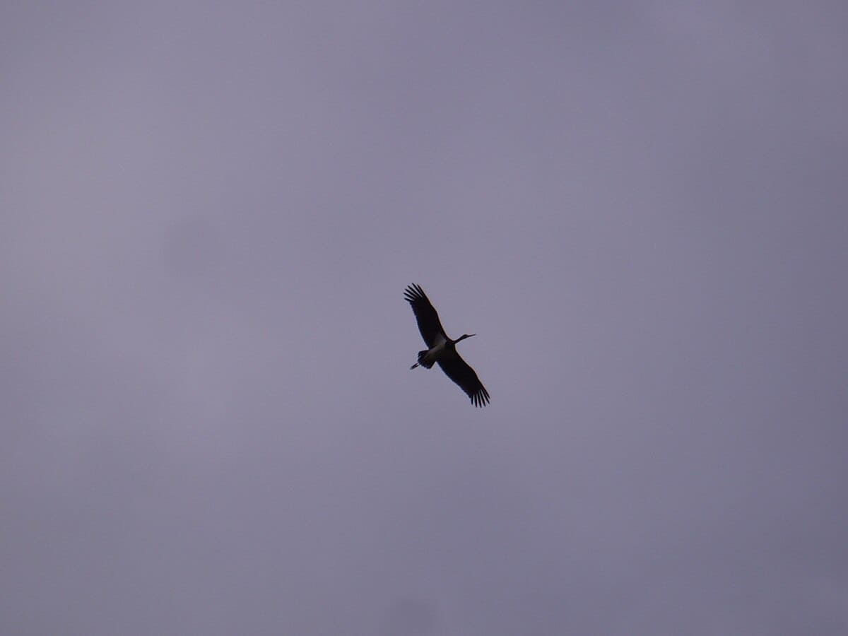 В Тверской области собирают средства на выпускной вольер для черных аистов Фото: 
Реабилитационный центр диких животных «Ромашка»