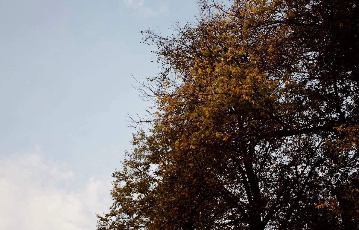 В Тверь придет кратковременное потепление