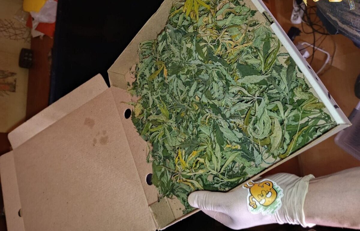 В Кимрах полиция задержала мужчину с двумя коробками конопли Фото: УМВД России по Тверской области