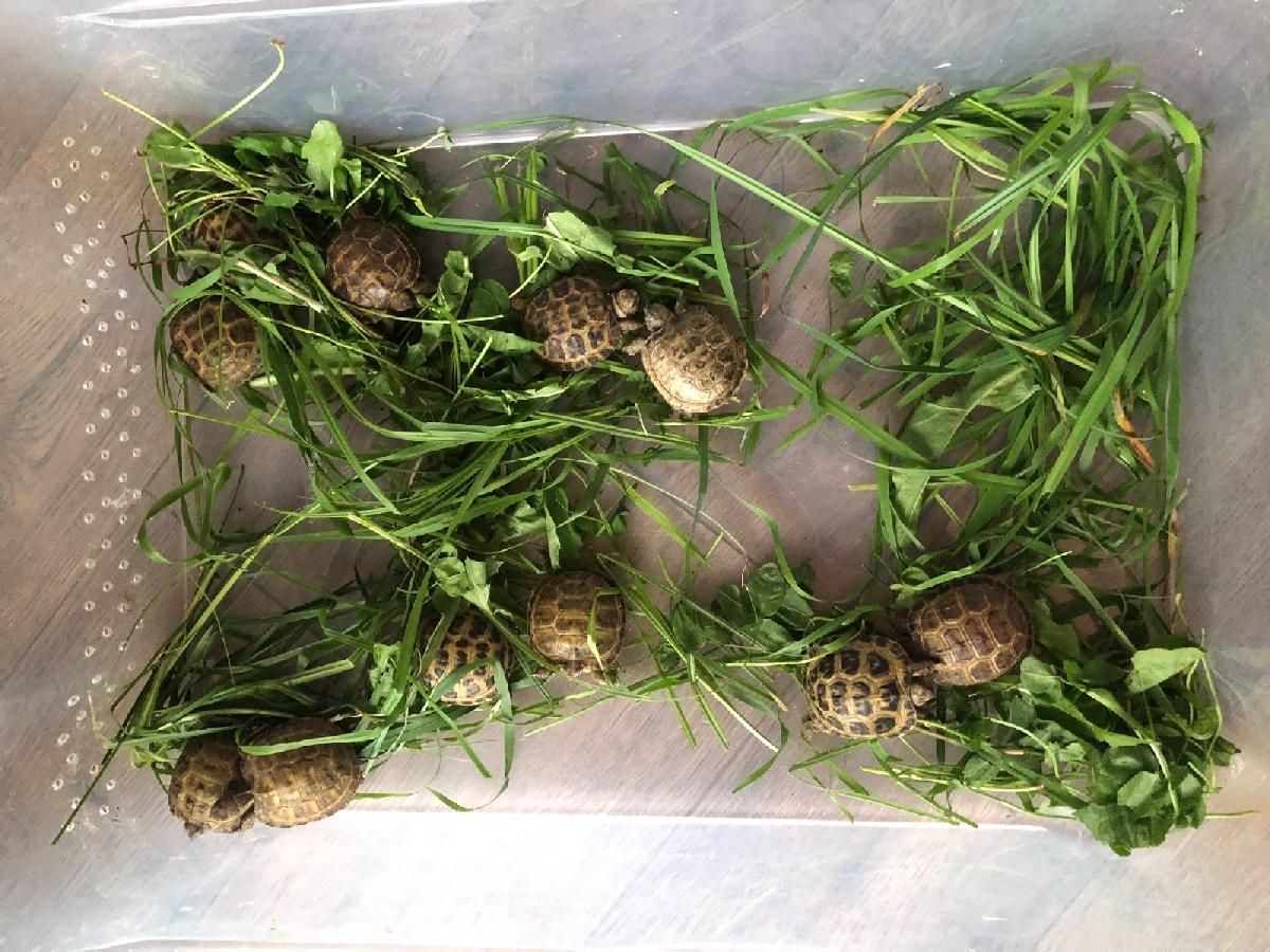 В Твери на помойку выбросили десятки черепашат  Фото: Тверь черепахи - рептилии
