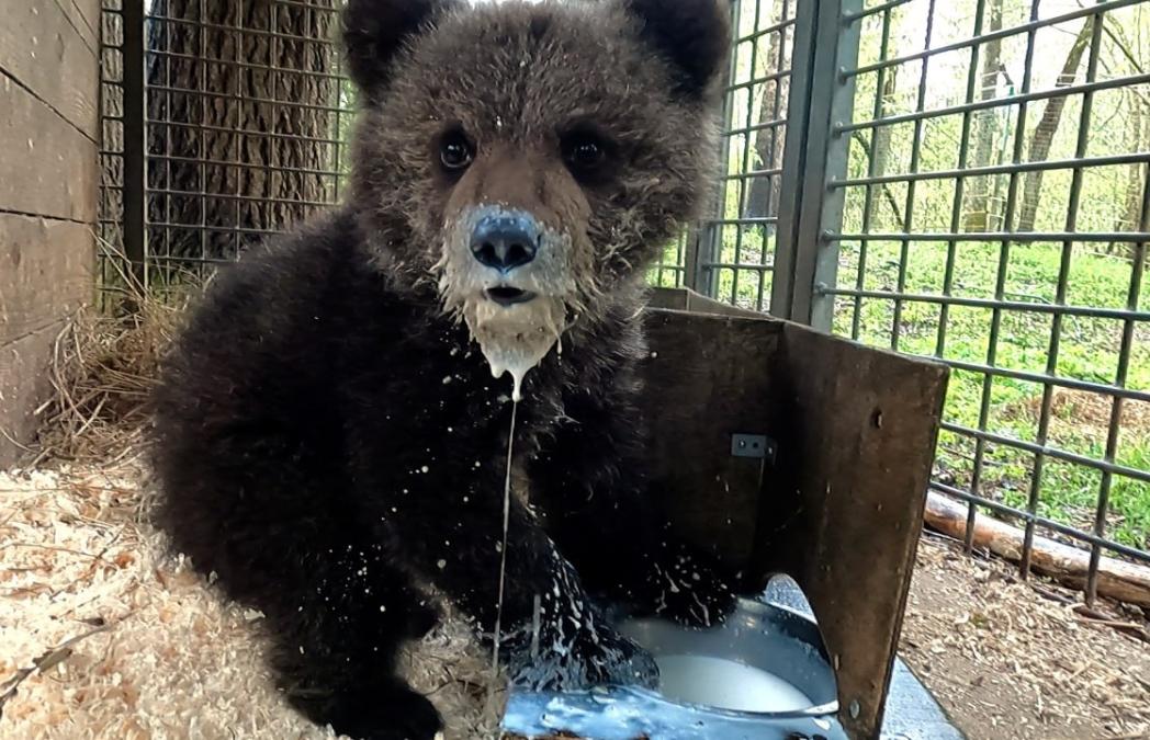 Откладывается выпуск трех медвежат, прошедших реабилитацию в Тверской области - новости Афанасий