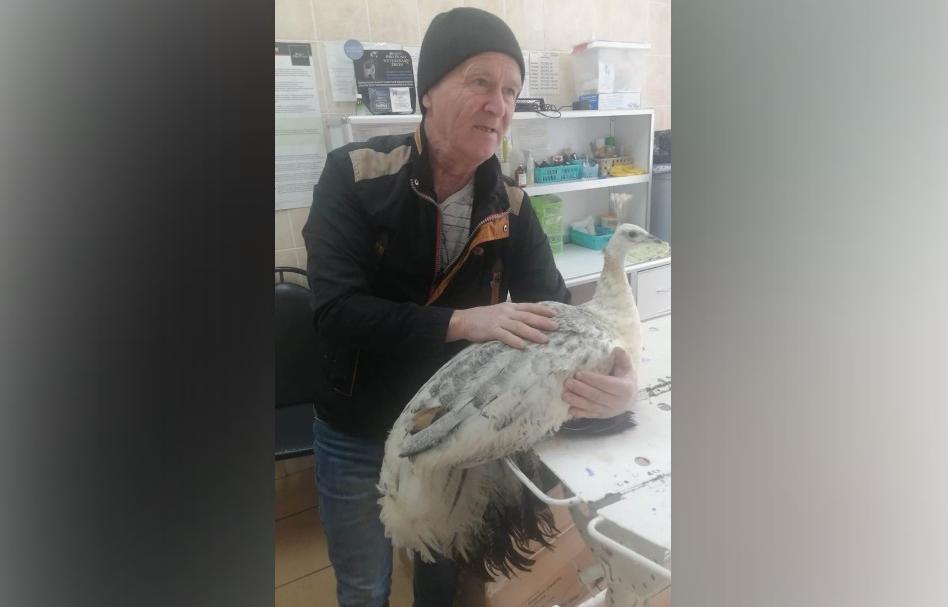 Во Ржеве к ветеринарам на осмотр привели павлина Фото: ГБУ «Ржевская СББЖ»