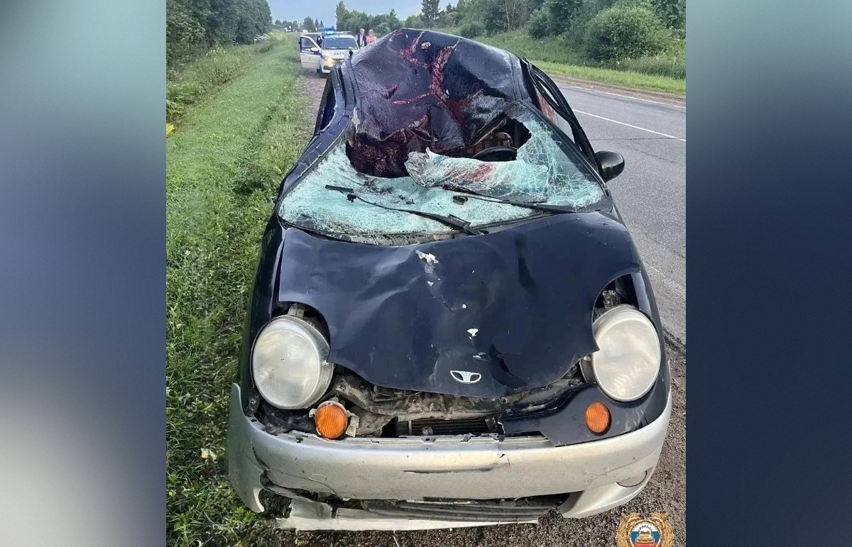Под Тверью Daewoo Matiz ночью налетел на переходившего дорогу лося - новости Афанасий
