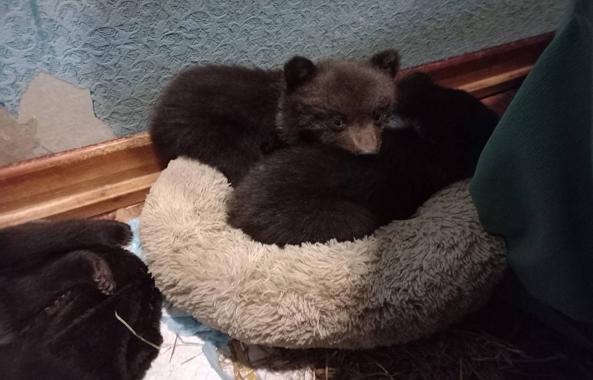 В Тверскую область везут медвежат из-под Калуги - новости Афанасий