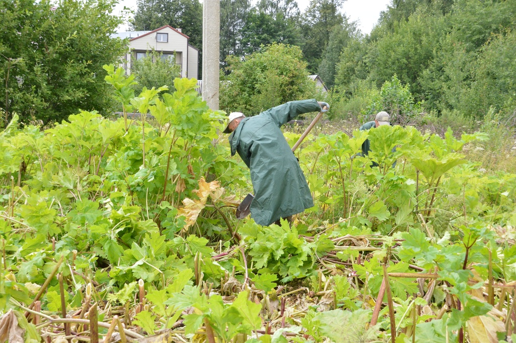 В Твери собираются уничтожить борщевик на 40 гектарах Фото: администрация Твери