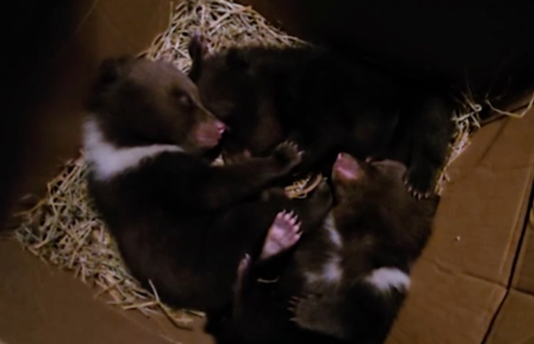 Еще трое медвежат-сирот поступили в торопецкий Центр Пажетновых - новости Афанасий