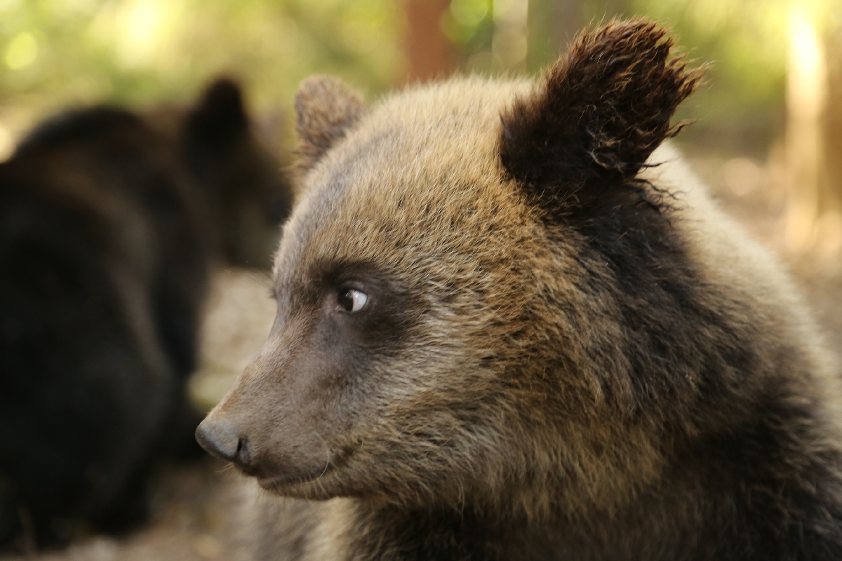 Только 9 из 15 медвежат-сирот вернулись из Центра под Торопцем в дикую природу Фото, видео: Центр спасения медвежат-сирот