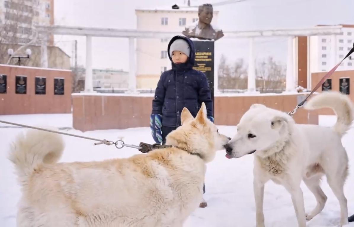 Ученые показали клонированную якутскую лайку Кэрэчээнэ На главной: скрин с видео