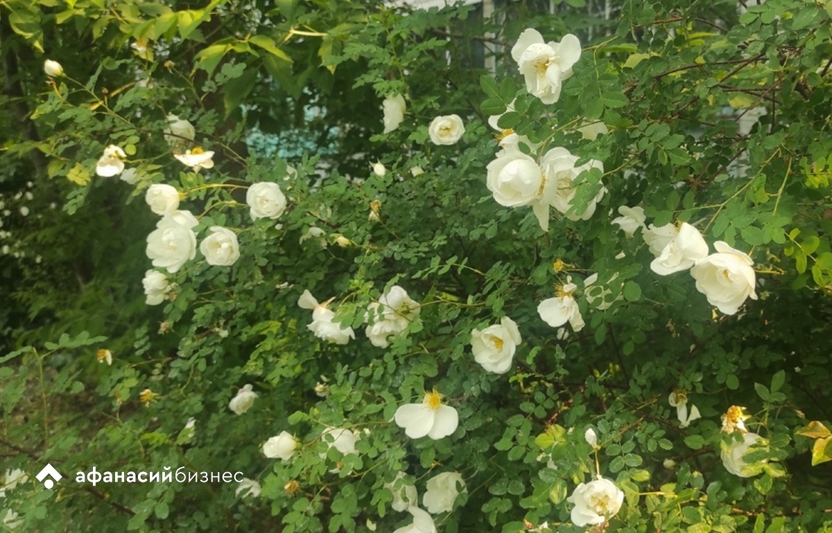 Прогноз погоды в Твери и цветущий шиповник подтверждают приход тепла Фото: Afansy.biz