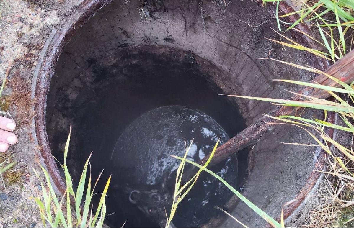 Из коллектора в Весьегонске спасатели достали собаку - новости Афанасий