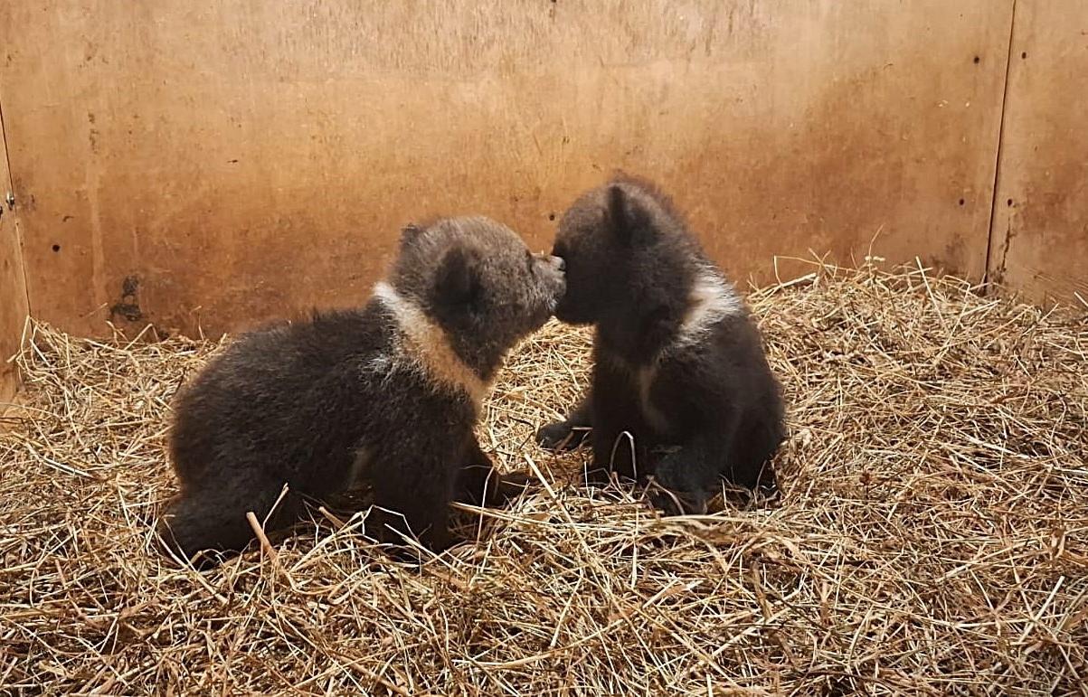 В Центр спасения доставили еще двух брошенных медвежат - новости Афанасий