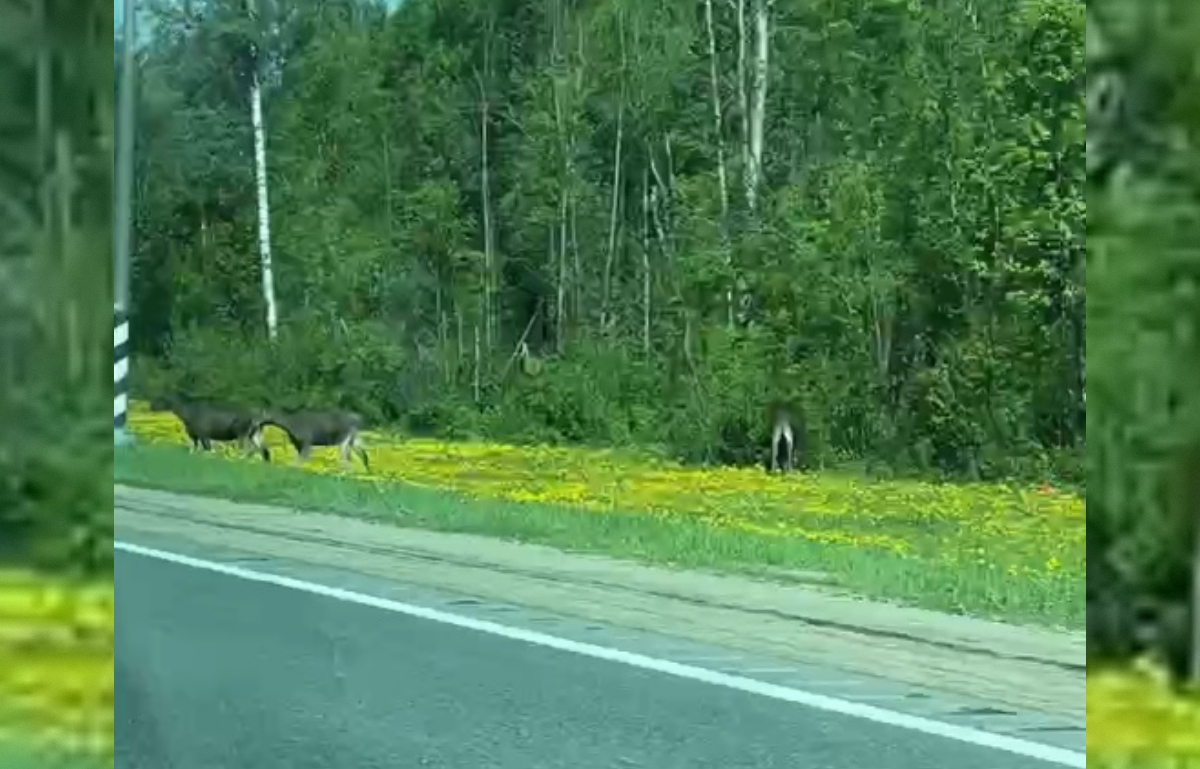 Трех лосей заметили на трассе М10 под Тверью Видео: Злата Волкова