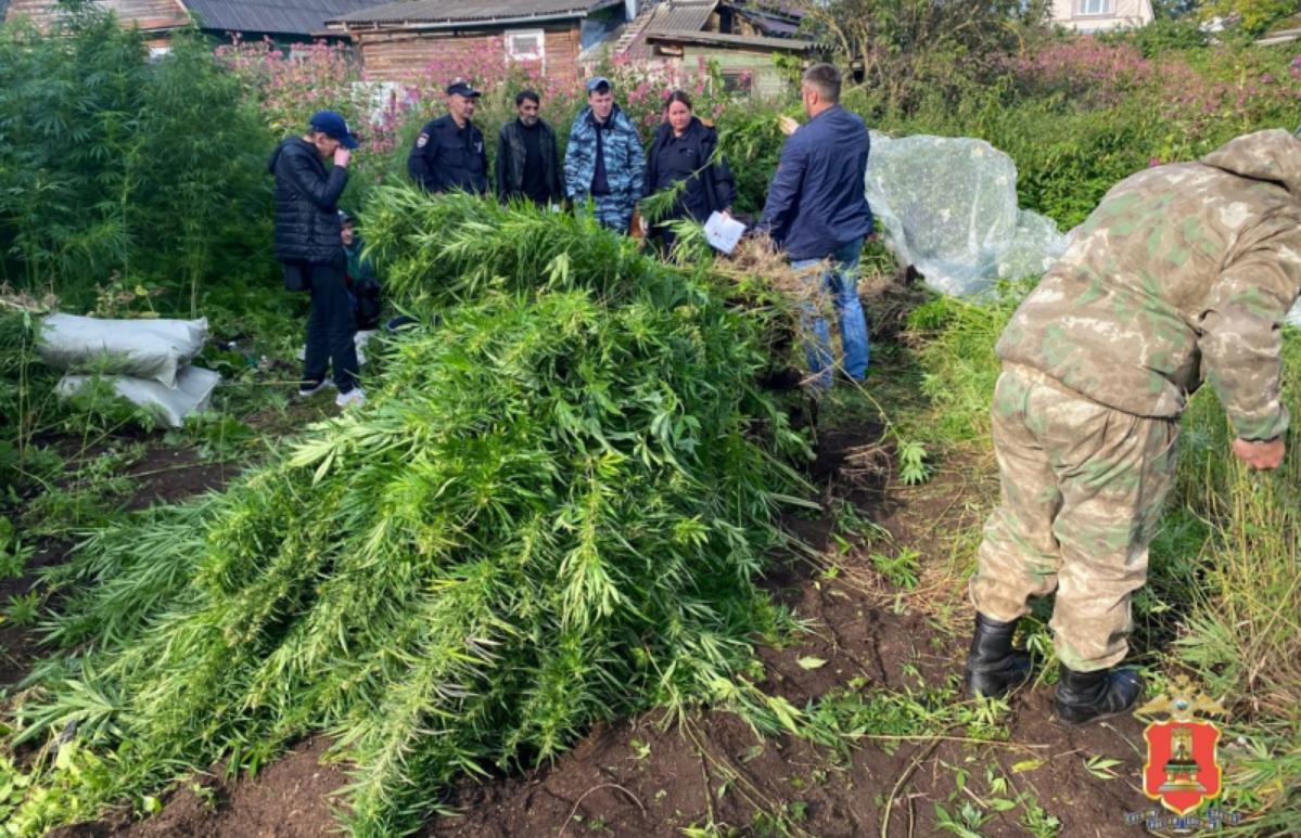 У жителя Вышнего Волочка нашли около тысячи кустов конопли - новости Афанасий