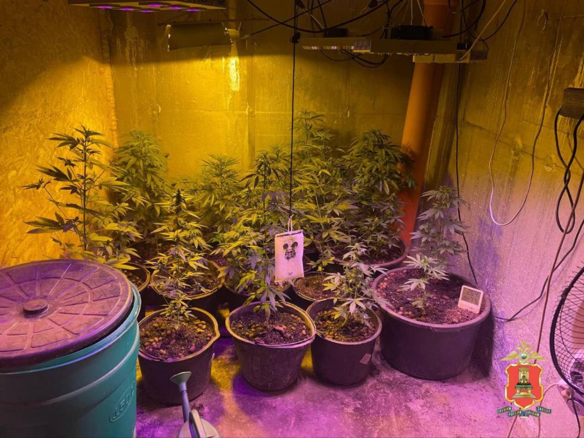 В гараже жителя Тверской области нашли 22 куста конопли Фото: УМВД России по Тверской области