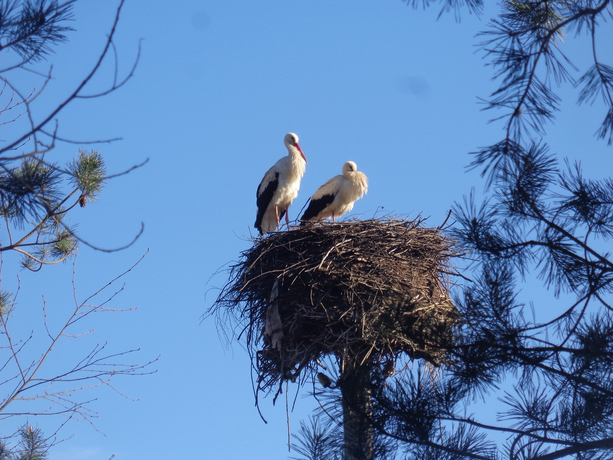 Пары белых аистов заняли гнезда в Тверской области Фото: 
Life_in_objective, 
Реабилитационный  центр диких животных "Ромашка".
 Видео: Life_in_objective