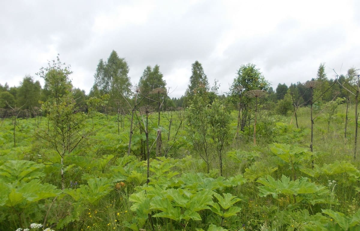 Под Старицей землевладельцу предписано очистить 120 га от борщевика и деревьев - новости Афанасий