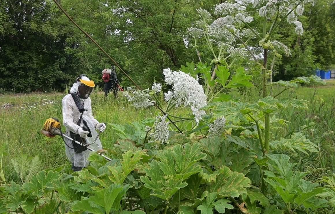 В Твери 63 Га очищают от борщевика Фото: администрация Твери