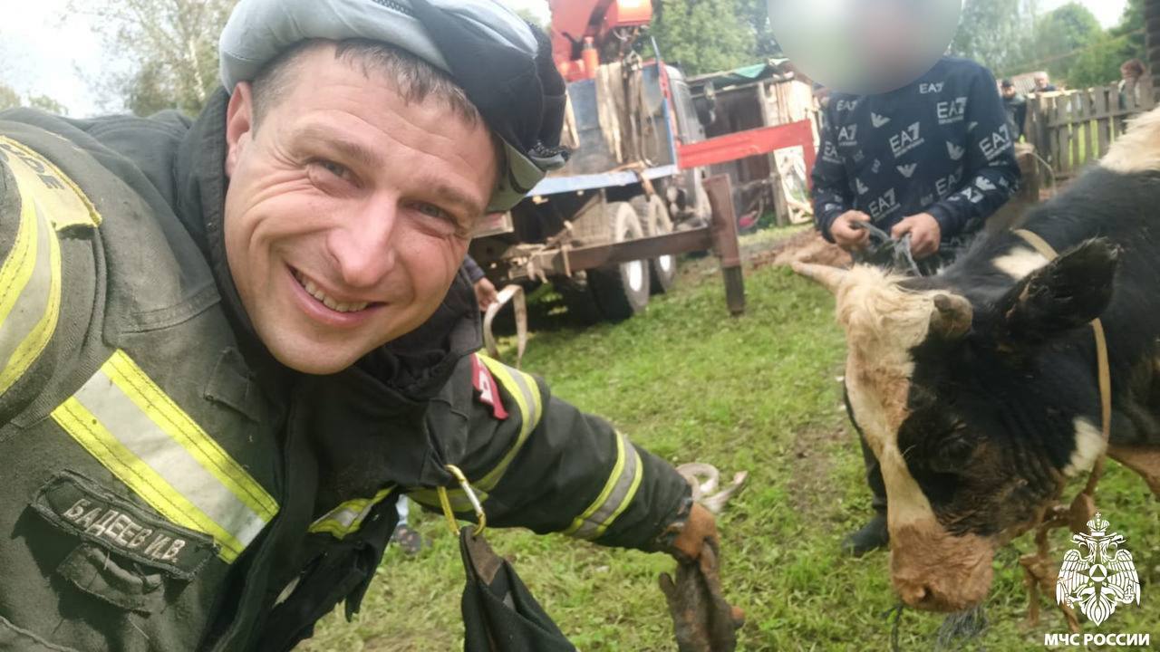 Под Тверью бычок провалился в колодец