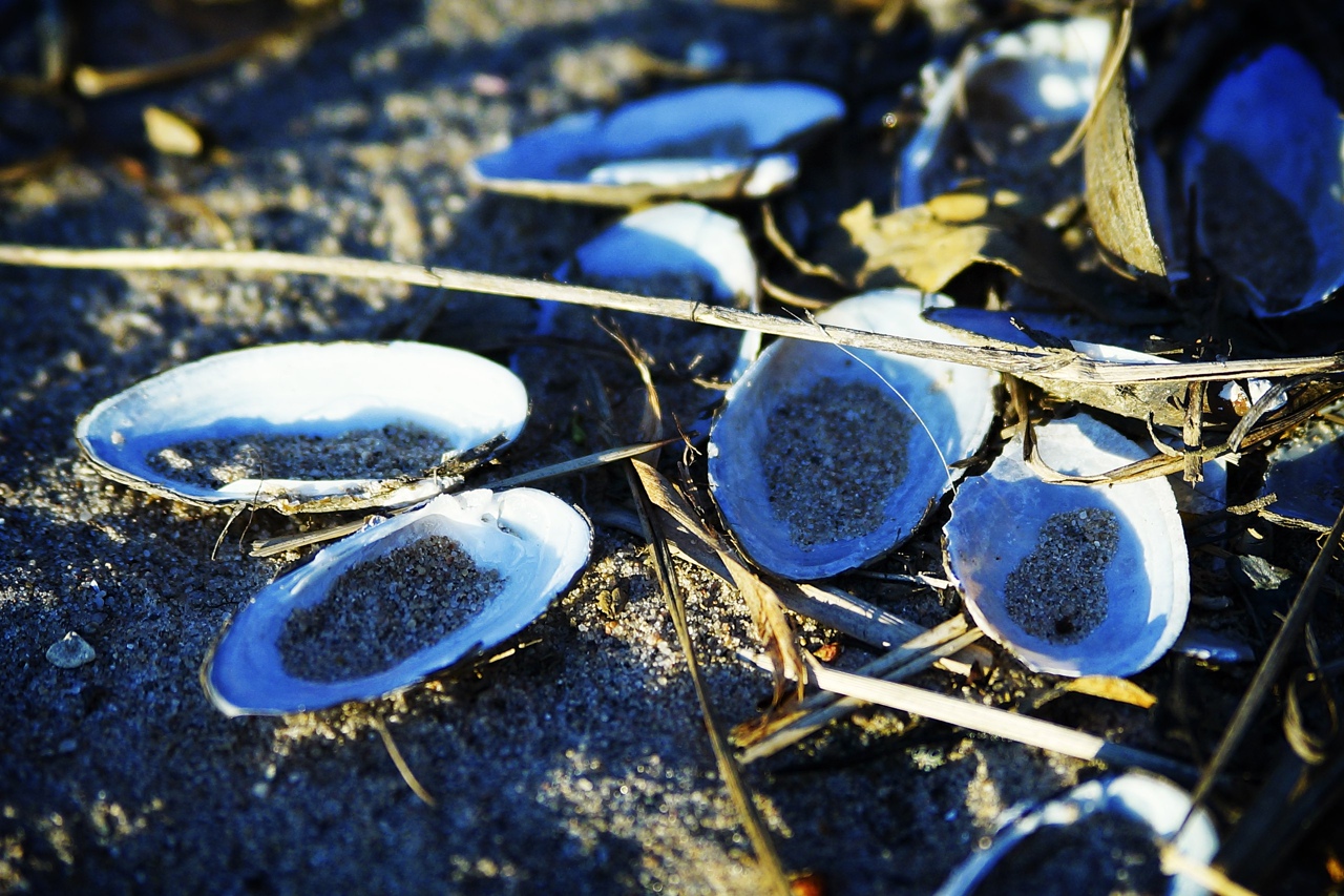 В Тверской области прогнозируют усиление ветра 