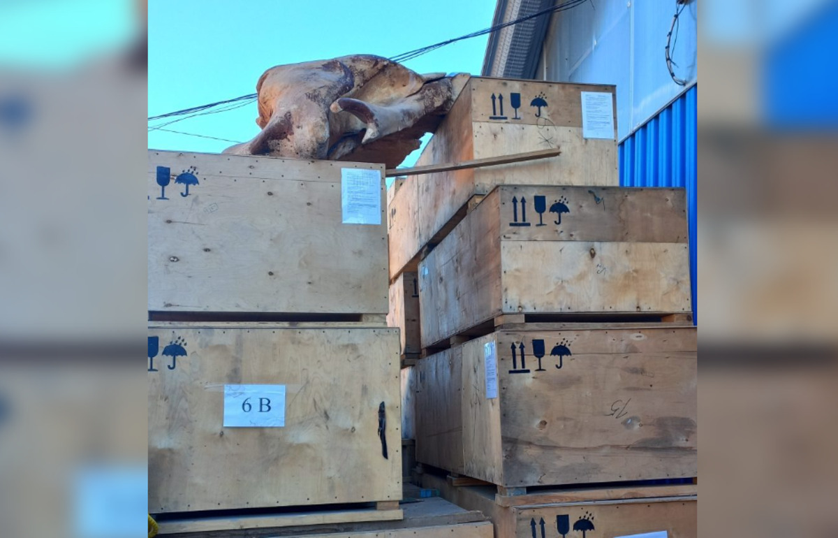 В Китай из России был доставлен необычный груз — скелет гренландских китов - новости Афанасий