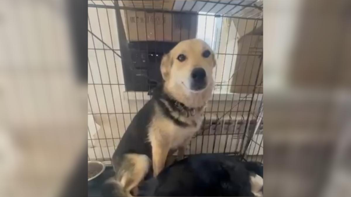 Для собаки, которую пробили стрелой арбалета в Нелидово, ищут дом Фото, видео: Инициативная группа по защите животных