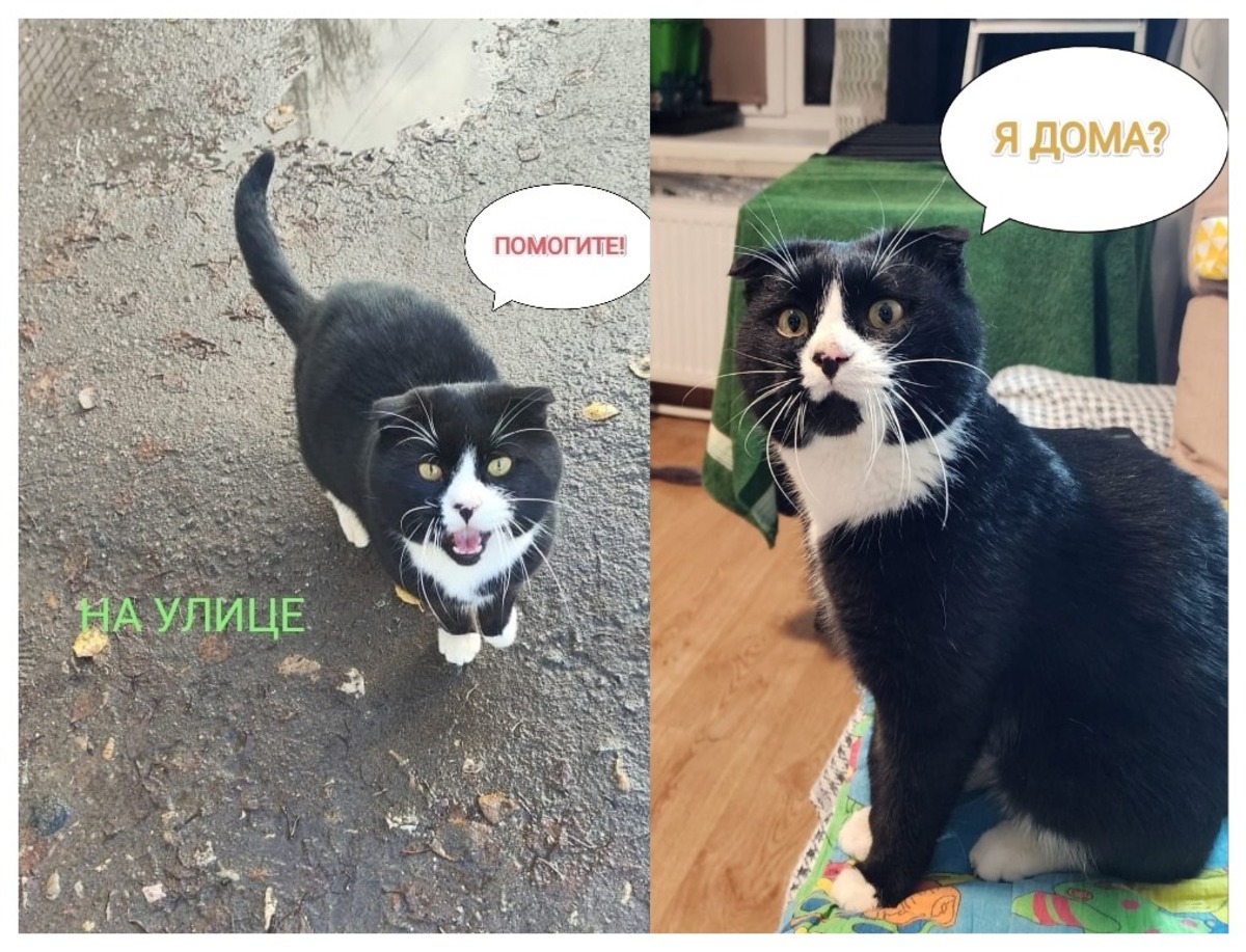 Петербурженке помогли разыскать кота, которого летом она встретила в Ржеве Фото: соцмедиа