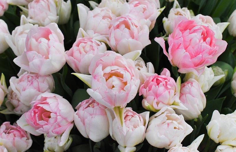 В Твери открылась выставка тюльпанов - новости Афанасий