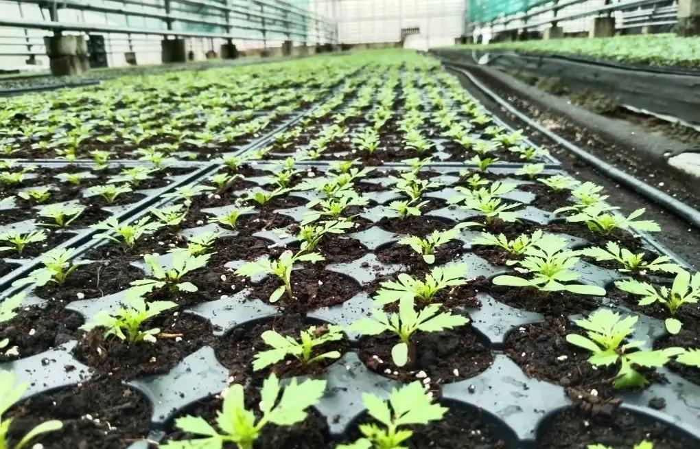 В Твери высадят 200 тысяч цветов - новости Афанасий