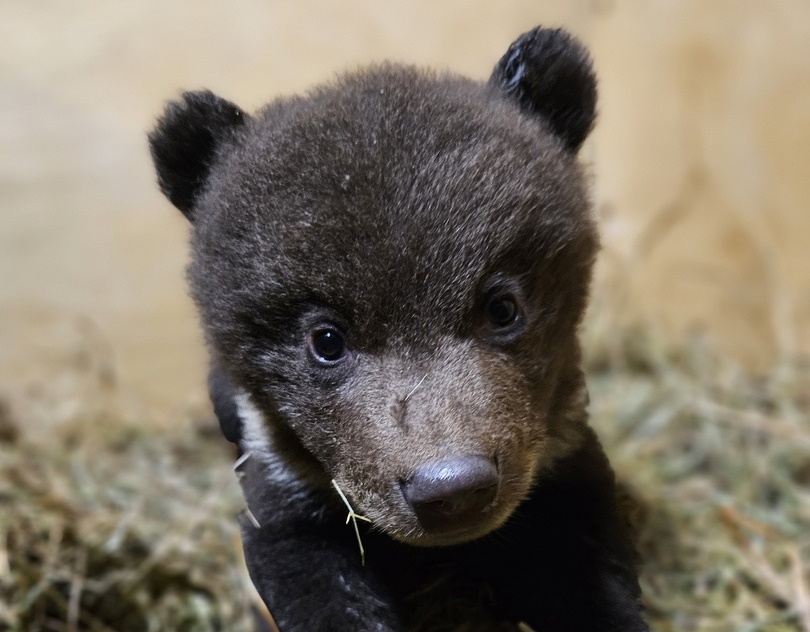 Центр спасения медвежат-сирот из Тверской области стал лауреатом Международной премии «Мой ласковый и нужный зверь» Фото: 
Центр спасения медвежат-сирот