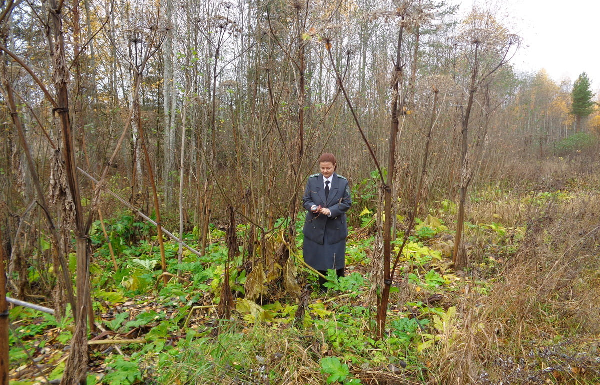 В Тверской области продолжается борьба с борщевиком Сосновского - новости Афанасий