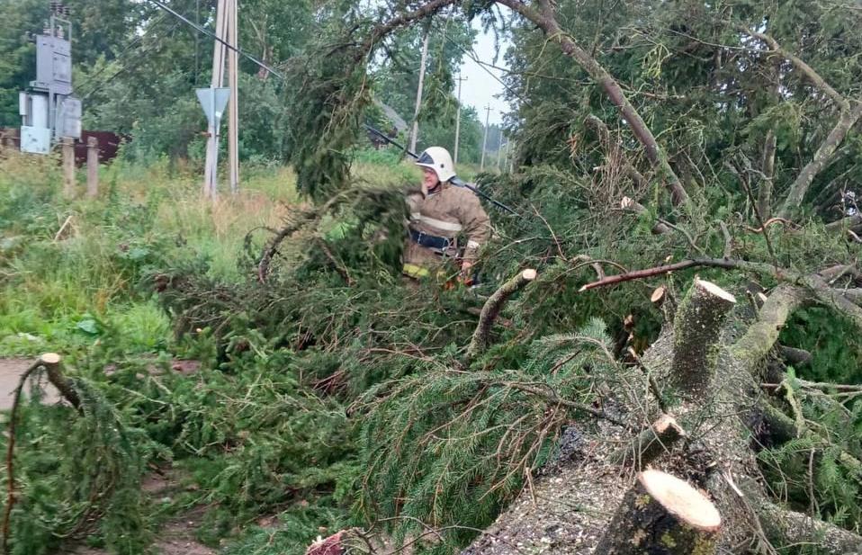 В Андреаполе сильный ветер повалил огромную ель на дорогу