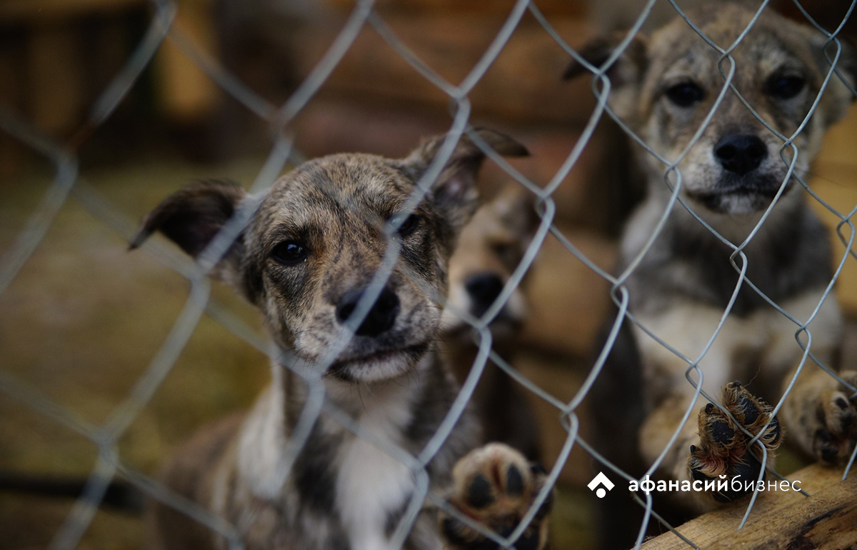 Акция помощи бездомным животным пройдет в библиотеке им. Герцена в Твери 